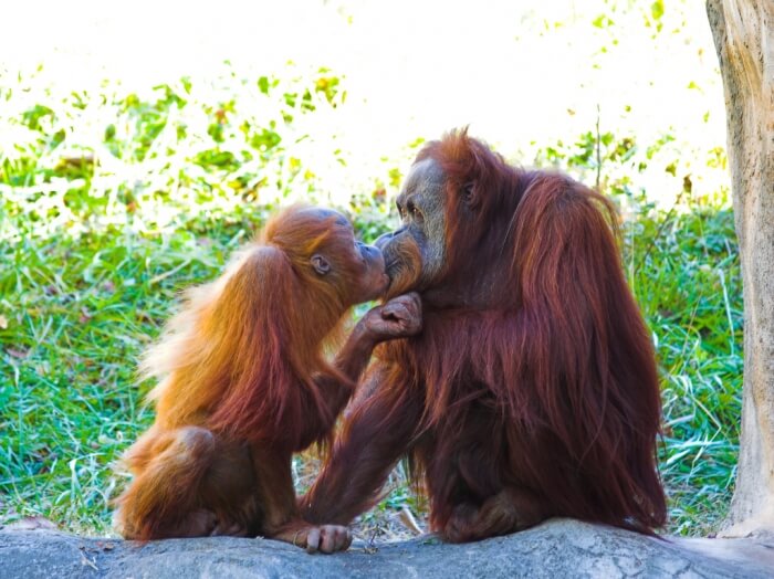 Orangutan