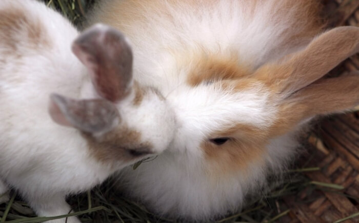 bunnies kissing
