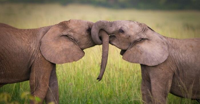 elephants-kissing
