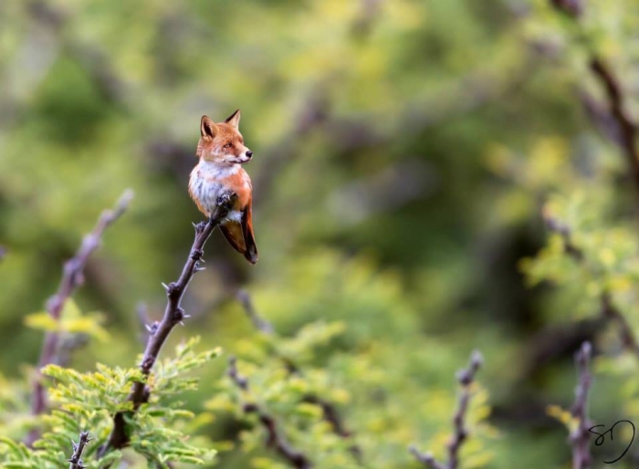Photo: Sarah DeRemer