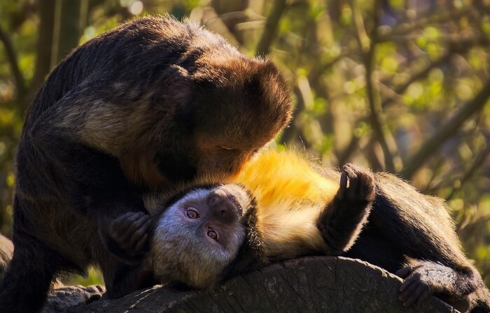 monkey kisses
