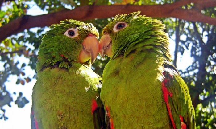 parrots