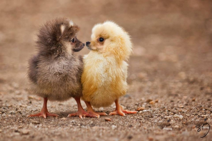Photo: Sarah DeRemer