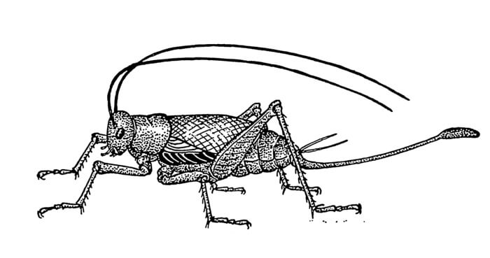Photo: Wikimedia Commons