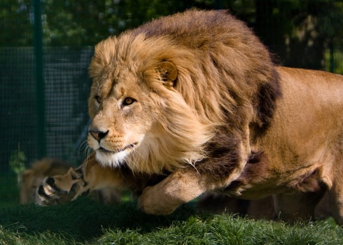 lion on the hunt