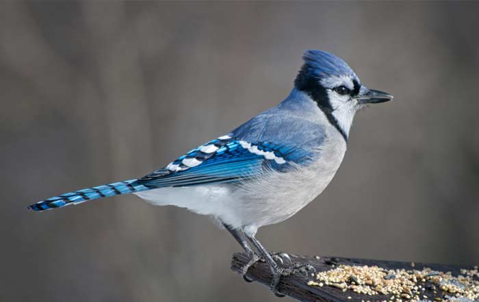 Blue Jay