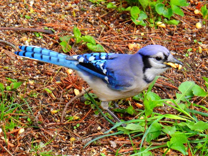 Blue Jay Eating