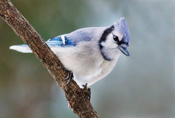 Blue Jay