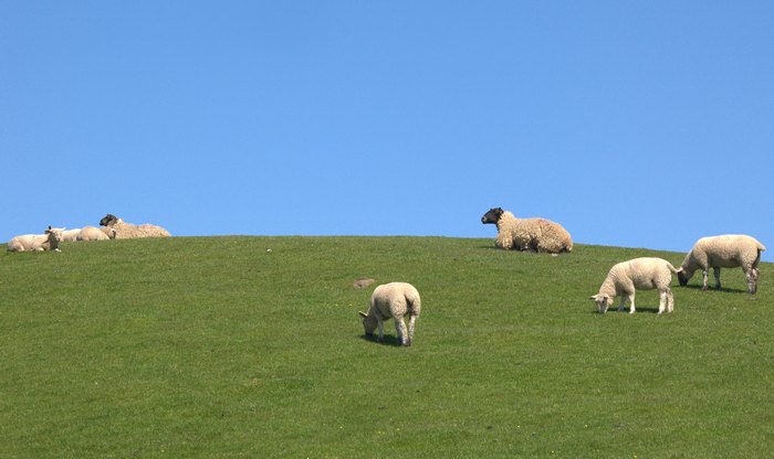 sheep eating