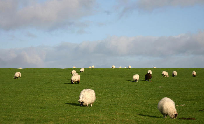 Sheep Grazing