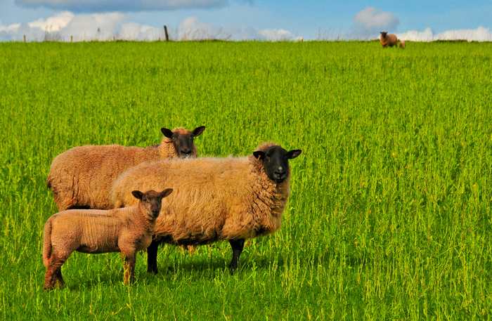 Sheep