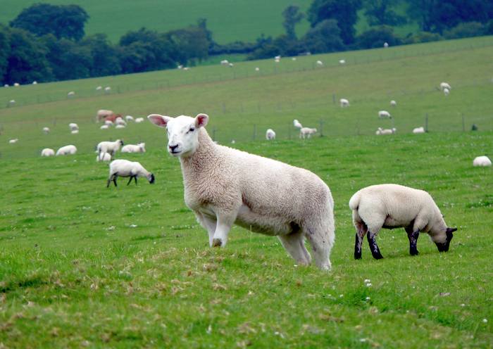 Sheep