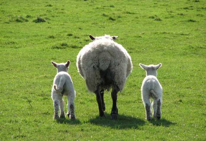 Baby Sheep with Mother