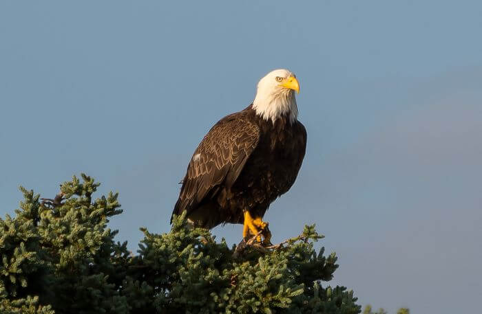 bald eagles