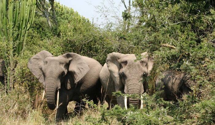 Elephants in Bush