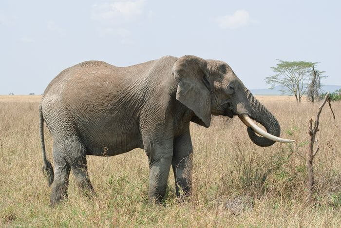Elephant in Field Eating