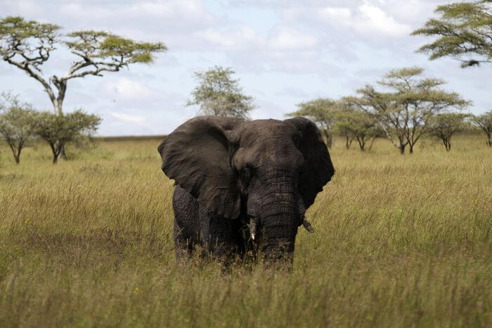 Elephant in Grass