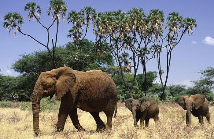 elephant with children