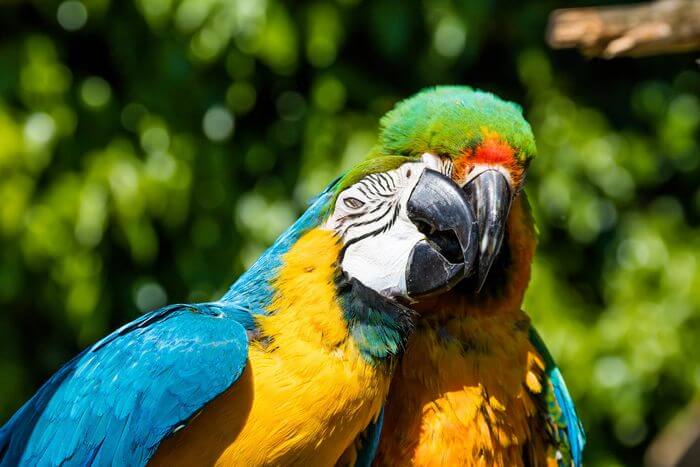 Parrots in Love