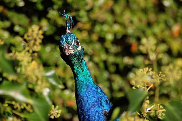 Peacock Hiding