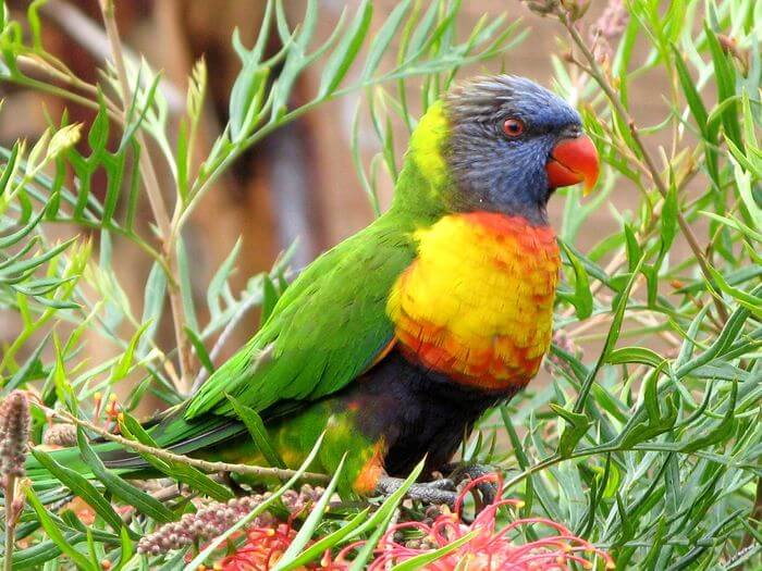 Rainbow Lorikeet