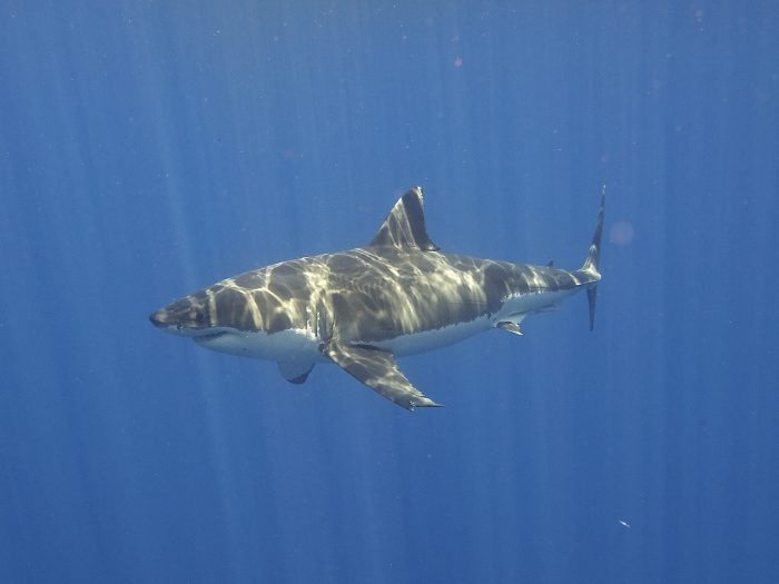 Great White Shark
