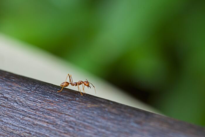 ant on a log