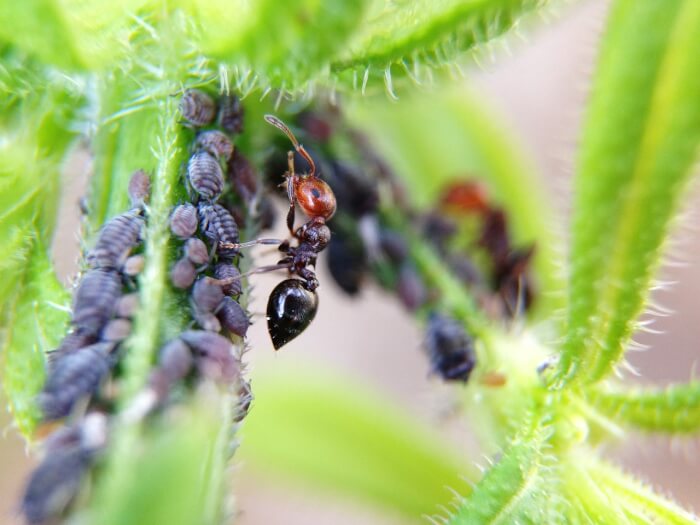 Ants eating