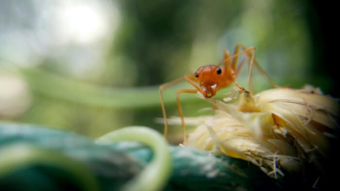 Ants