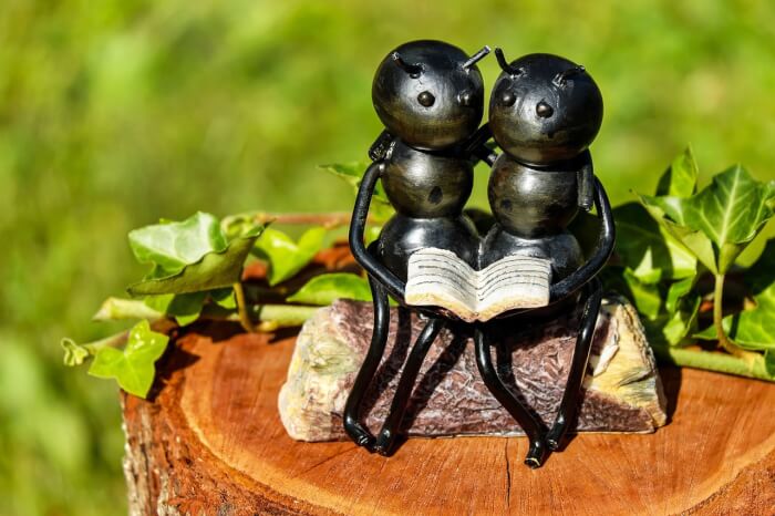 Ant buddies