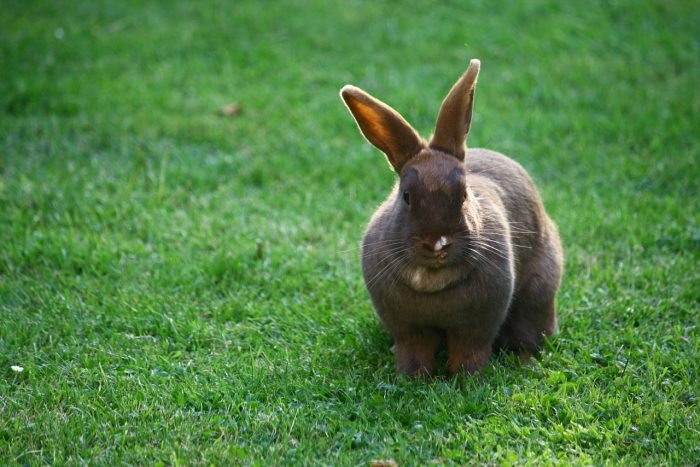 bunny rabbit