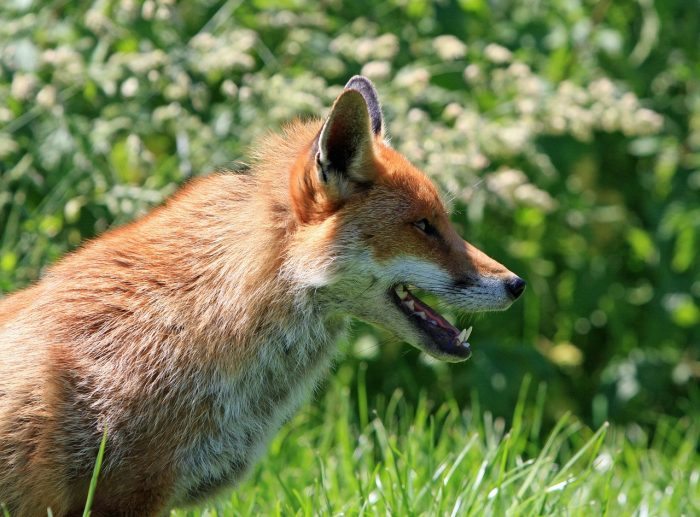 fox