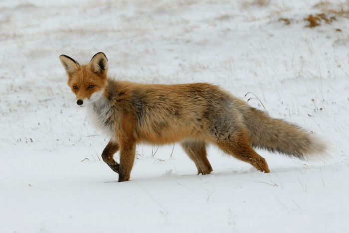 fox in snow