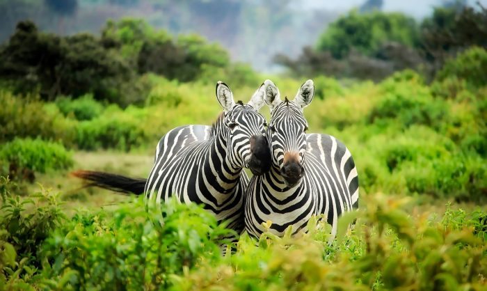 zebra love