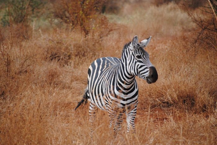 Zebra in Kenya
