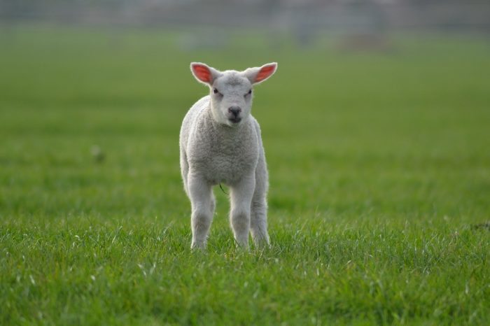 lamb