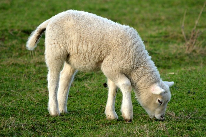 lamb eating