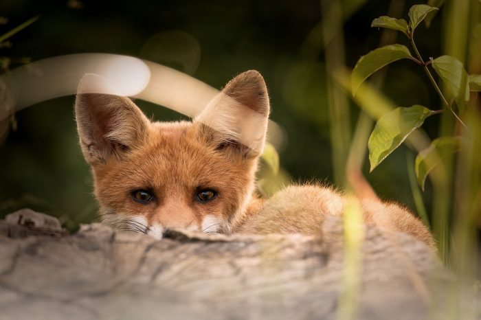 Little Fox