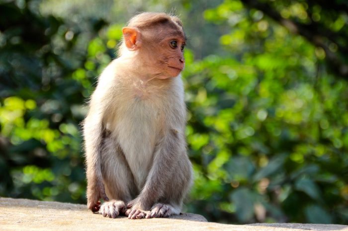 Monkey