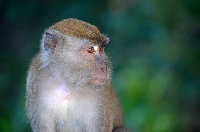 monkey