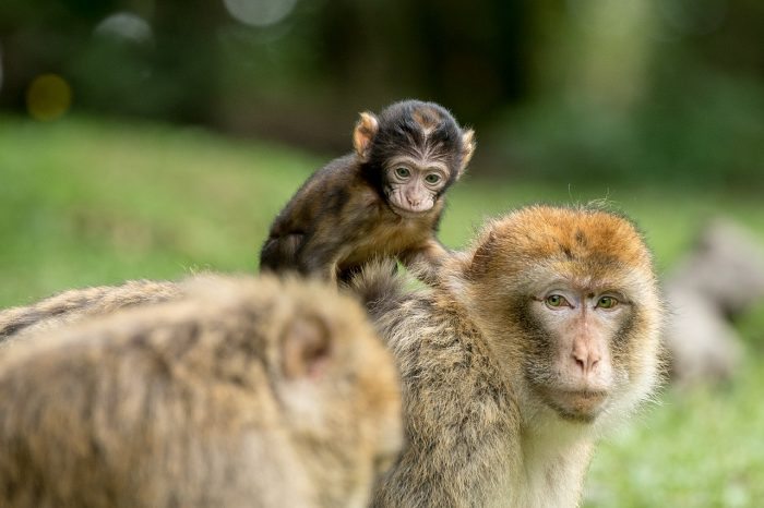 monkey with baby