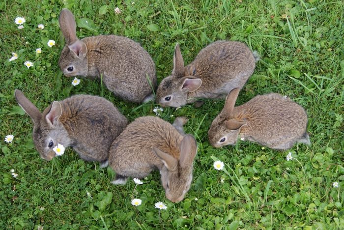 bunch of rabbits