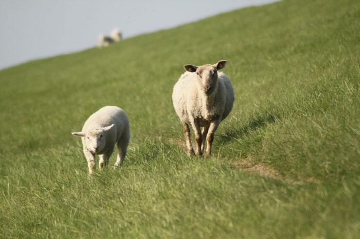 Sheep and Lamb