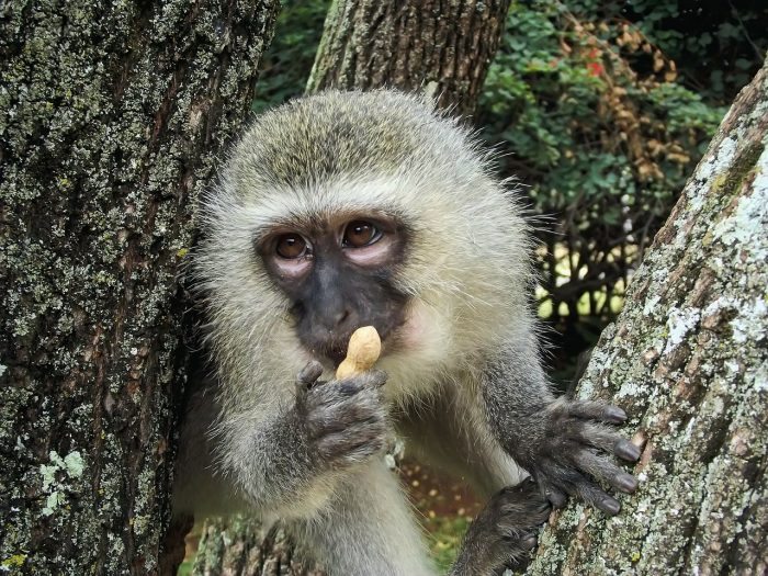 monkey