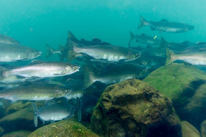 salmon