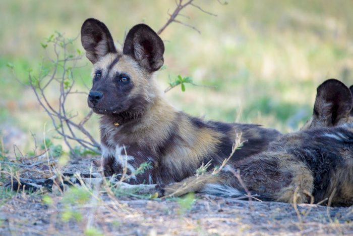 wild dog