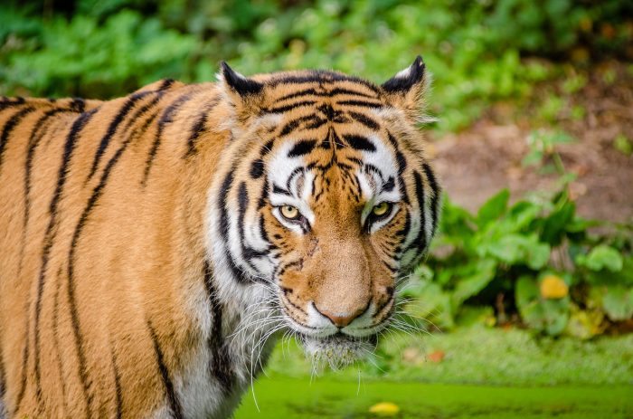 tiger