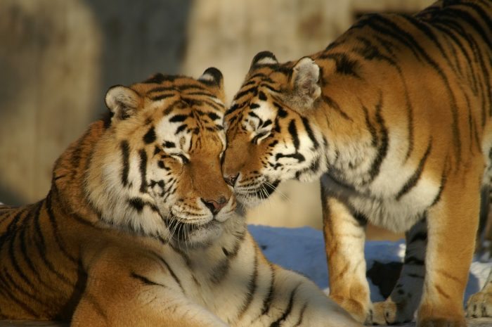 tiger cuddle
