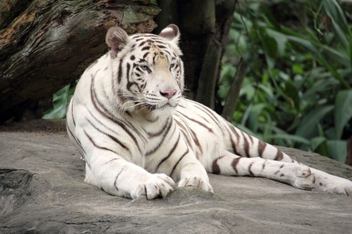 White Bengal Tiger