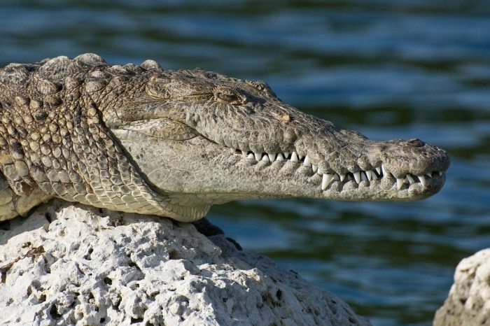 Crocodile